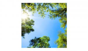 MOD Caelus Trees