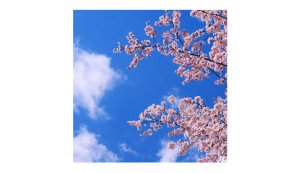 MOD Caelus Blossom